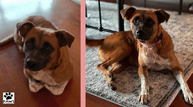 Adopt-a-Pet